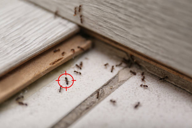 Best Pest Inspection Near Me  in Benjamin, UT