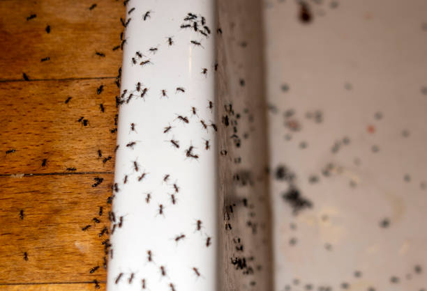 Reliable Benjamin, UT Pest Control Solutions