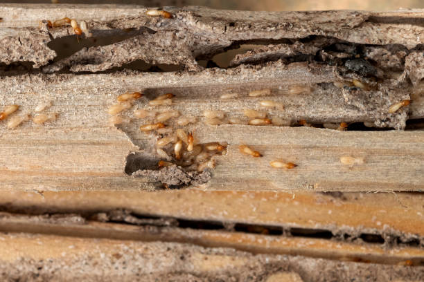Best Emergency Pest Control  in Benjamin, UT